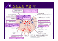 뇌줄기(뇌간, brainstem) 구성, 중간뇌의 속구조   -12