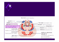 뇌줄기(뇌간, brainstem) 구성, 중간뇌의 속구조   -13