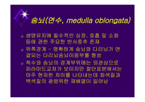 뇌줄기(뇌간, brainstem) 구성, 중간뇌의 속구조   -14
