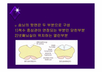 뇌줄기(뇌간, brainstem) 구성, 중간뇌의 속구조   -15