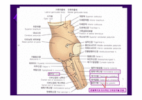 뇌줄기(뇌간, brainstem) 구성, 중간뇌의 속구조   -17