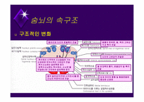 뇌줄기(뇌간, brainstem) 구성, 중간뇌의 속구조   -18