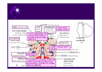 뇌줄기(뇌간, brainstem) 구성, 중간뇌의 속구조   -19