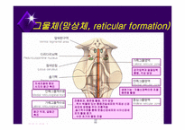 뇌줄기(뇌간, brainstem) 구성, 중간뇌의 속구조   -20