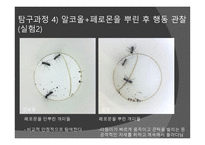 개미의 페로몬을 이용한 개미퇴치제-16
