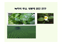 녹차의 주요 성분 연구 2-1
