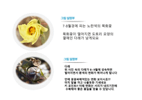 면섬유 면직물-10