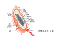원핵세포와 진핵세포-5