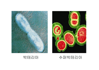 원핵세포와 진핵세포-8