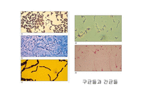 원핵세포와 진핵세포-9