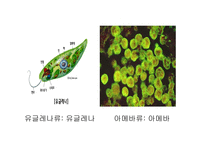 원핵세포와 진핵세포-10