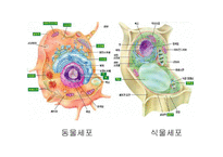원핵세포와 진핵세포-13