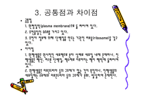 원핵세포와 진핵세포-14