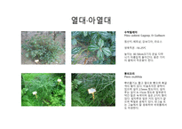 수목도감 열대 아열대 식물-2