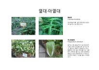 수목도감 열대 아열대 식물-3