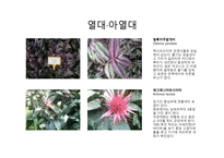 수목도감 열대 아열대 식물-4