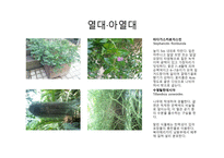 수목도감 열대 아열대 식물-5