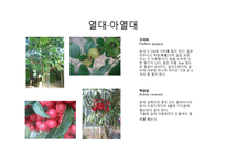 수목도감 열대 아열대 식물-6