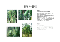 수목도감 열대 아열대 식물-7