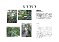 수목도감 열대 아열대 식물-8