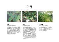 수목도감 열대 아열대 식물-10