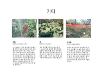 수목도감 열대 아열대 식물-11