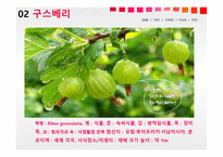 자원식물학 구스베리및베리류-6