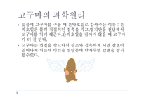 고구마의 이해-4