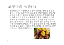 고구마의 이해-6