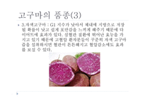 고구마의 이해-7