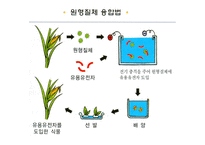 GMO인류를 향한 메스인가 흉기인가-9