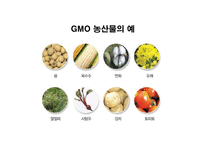 GMO인류를 향한 메스인가 흉기인가-10