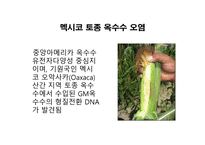 GMO인류를 향한 메스인가 흉기인가-18