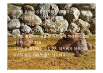 강아지똥 보고서-13