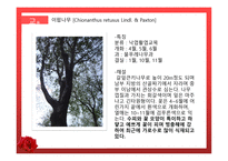 수목원 견학 보고서 관상식물과 약용식물을 중심으로-4