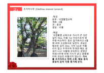 수목원 견학 보고서 관상식물과 약용식물을 중심으로-5