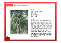 수목원 견학 보고서 관상식물과 약용식물을 중심으로-6