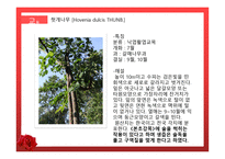 수목원 견학 보고서 관상식물과 약용식물을 중심으로-7