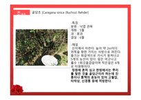 수목원 견학 보고서 관상식물과 약용식물을 중심으로-9