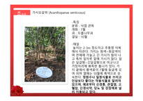 수목원 견학 보고서 관상식물과 약용식물을 중심으로-10