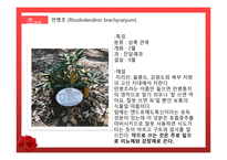 수목원 견학 보고서 관상식물과 약용식물을 중심으로-11