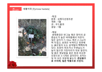 수목원 견학 보고서 관상식물과 약용식물을 중심으로-13