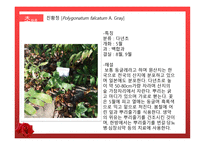 수목원 견학 보고서 관상식물과 약용식물을 중심으로-14