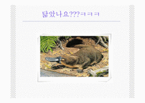 공룡의 멸종설-16
