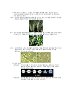 독일맥주 레포트-4