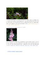 한국의 야생화-4