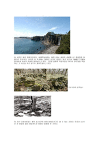 제주 43 보고서-3