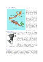 근육의 구조와 특성 보고서-1