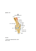 슬관절의 상해 Kneeinjury-9