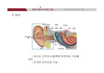 청각기관의 해부 및 관련 질환-5